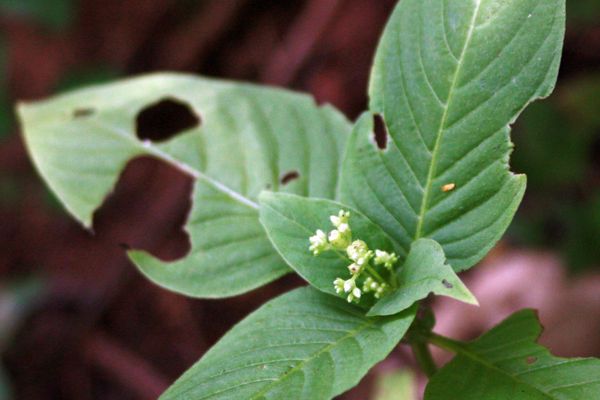 Mitreola petiolata