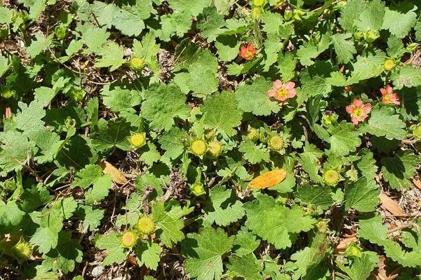 American-mallow