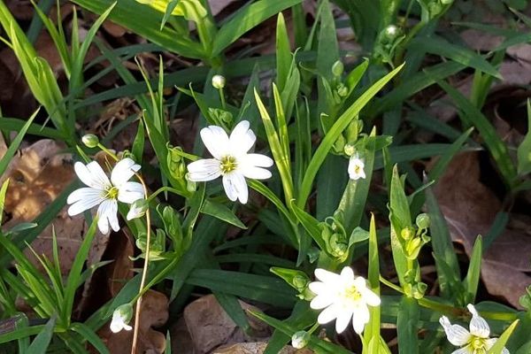 Creeping sandwort