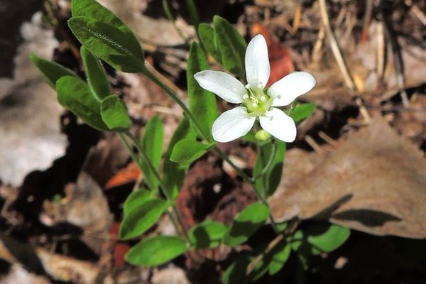 Bluntleaf sandwort