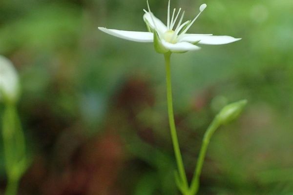 Mossy sandwort