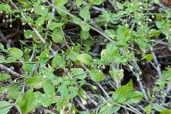 Apetalous sandwort