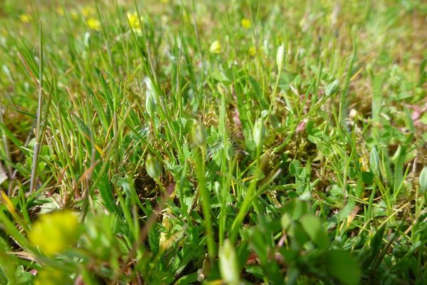 Upright chickweed