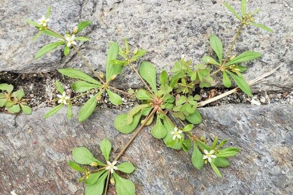 Green carpetweed