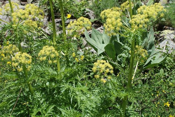 Molopospermum