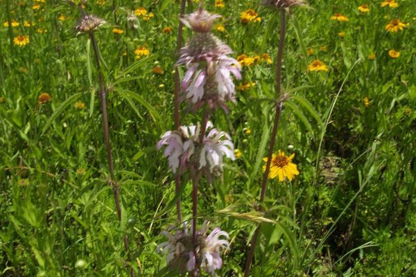 Lemon beebalm