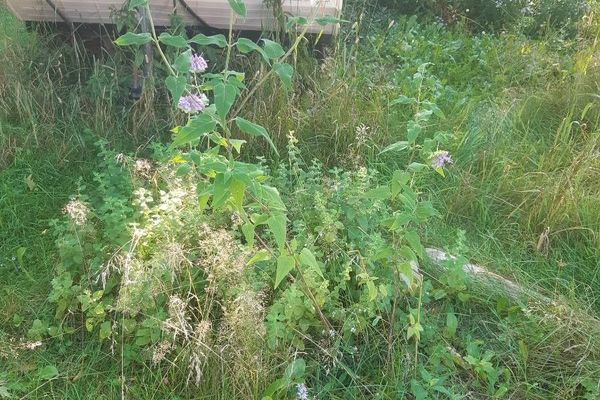 Beebalm
