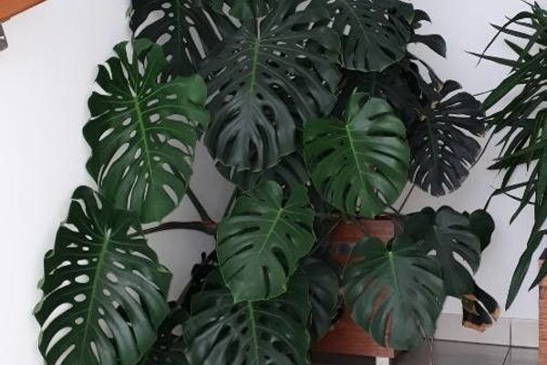 Fruit-salad-plant