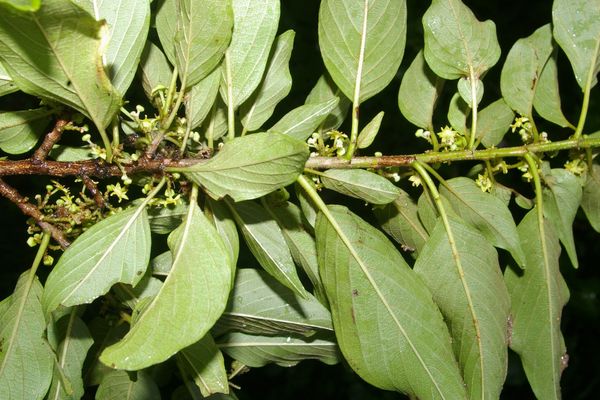 Montanoa tomentosa