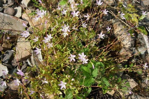 Littleleaf minerslettuce