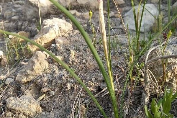 Barbary nut-iris