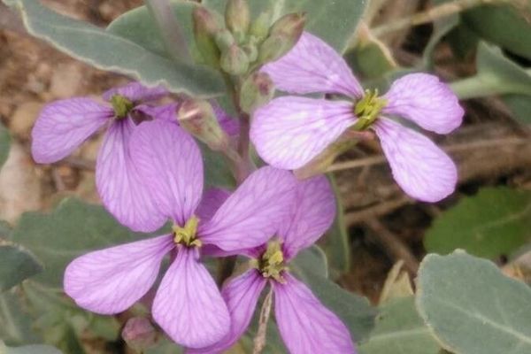 Violet-cabbage