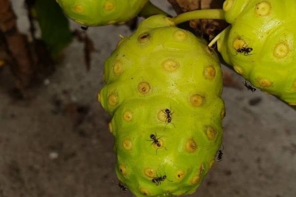 Indian-mulberry