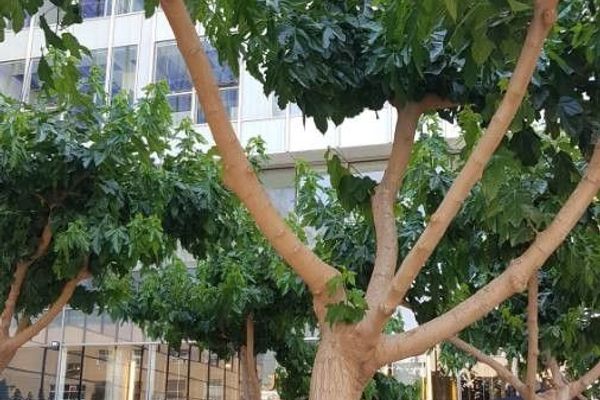Russian mulberry