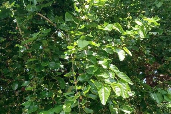 Black mulberry