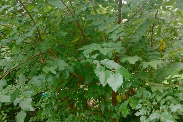 Red mulberry