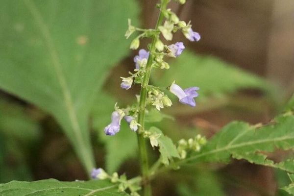 Mosla scabra