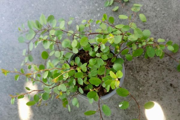Maidenhair vine