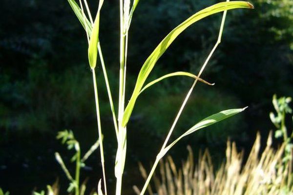 Mexican muhly