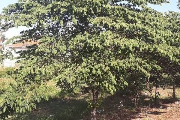 Calabur-tree