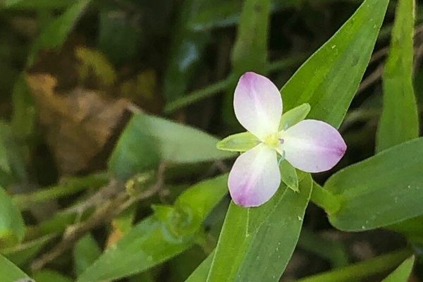 Marsh dewflower