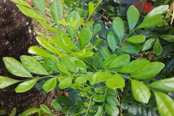 Mock orange