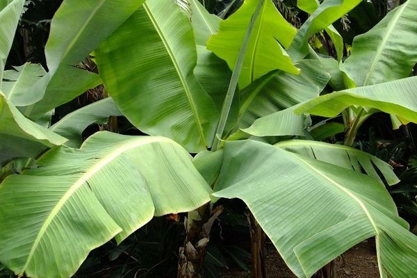 Cavendish banana