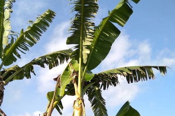 Plantain