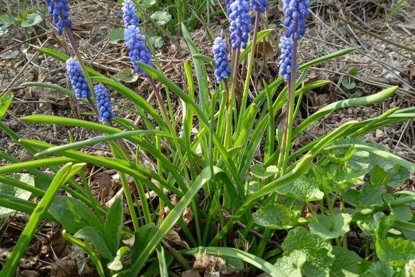 Common grape-hyacinth
