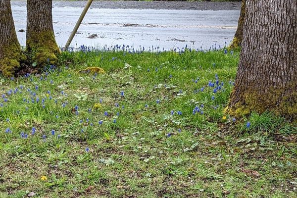 Grape-hyacinth