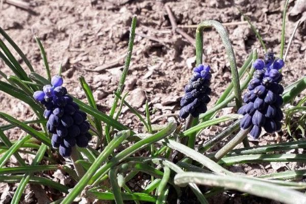 Grape-hyacinth