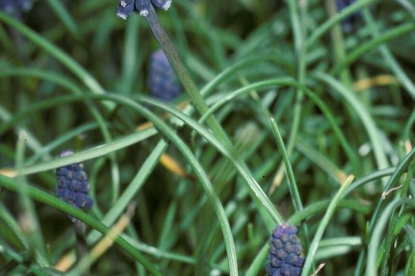 Muscari racemosum