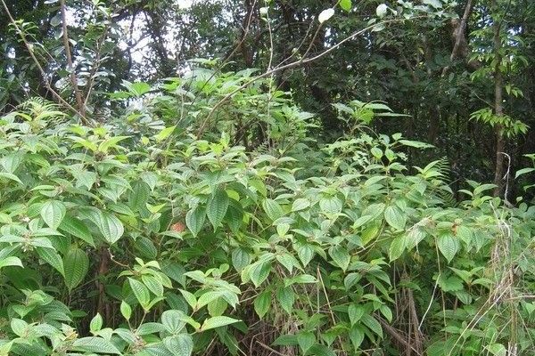 Mussaenda arcuata