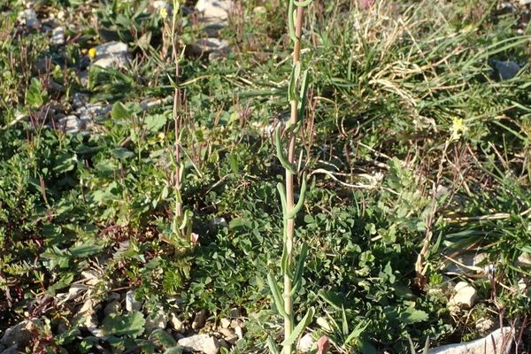 Mite cress