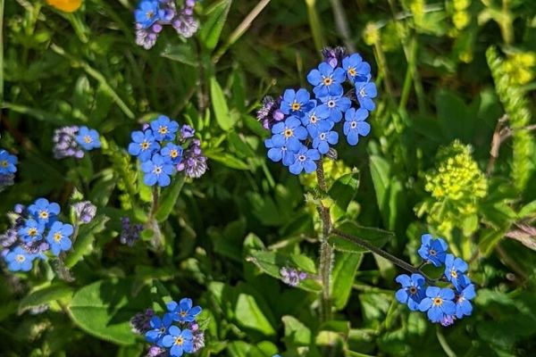 Alpine forget-me-not