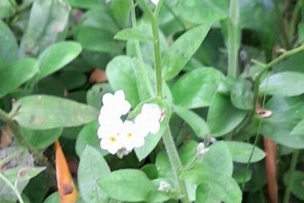 Common forget-me-not