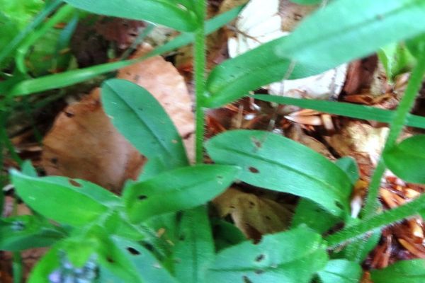 Myosotis decumbens
