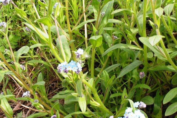 Changing forget-me-not
