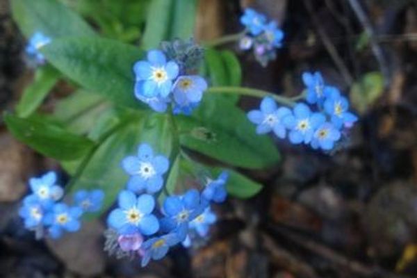 Broadleaf forget-me-not