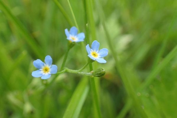 Tufted forget-me-not