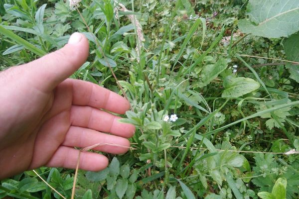 Myosotis nemorosa