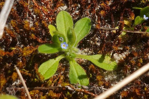 Early forget-me-not