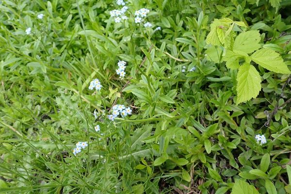 Forget-me-not