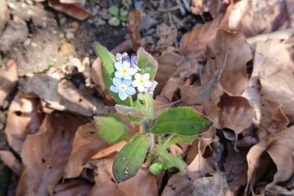 Strict forget-me-not