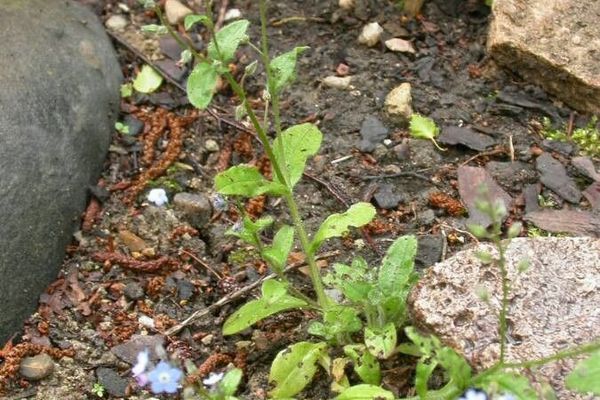 Garden forget-me-not