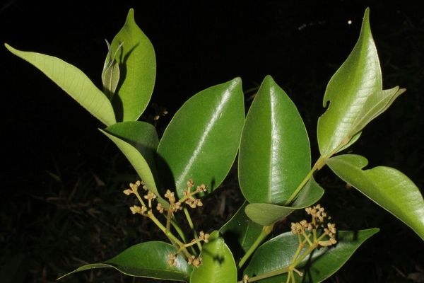Punchberry
