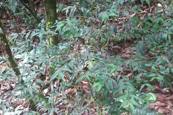 Myrcia sylvatica