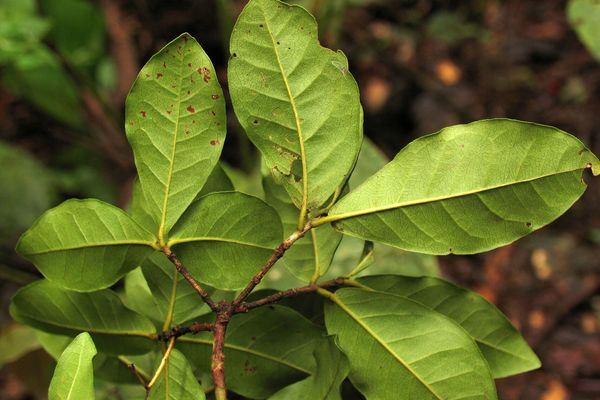 Myrcia tomentosa