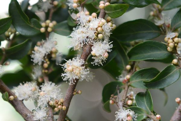 Guavaberry