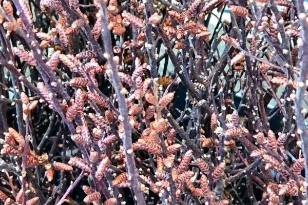 Bog-myrtle